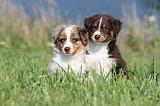 BERGER AUSTRALIEN PUPPIES 090